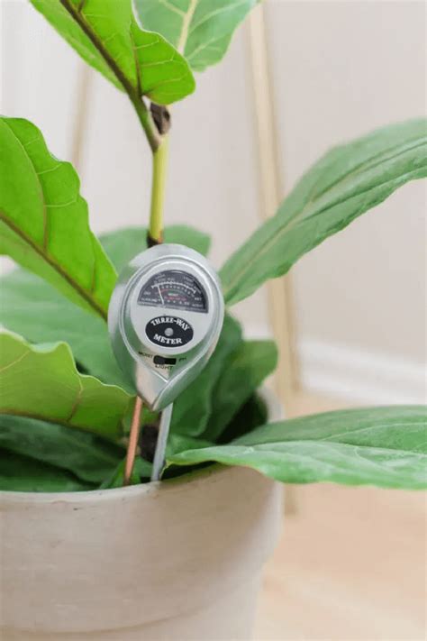 fiddle leaf fig moisture meter|water meter for fiddle leaf fig.